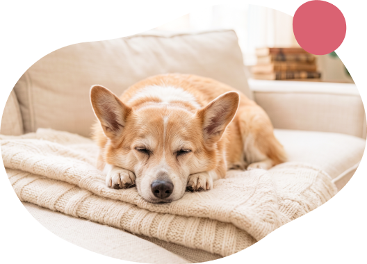 毛布に包まれてうとうとと眠るシニア犬