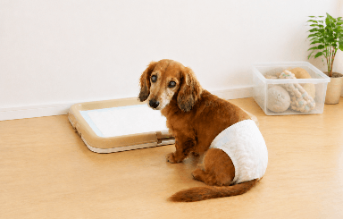 トイレ介護のシニア犬