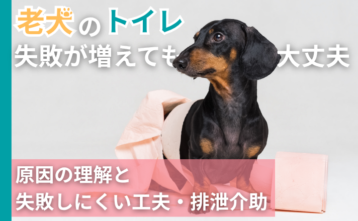 老犬のトイレ、失敗が増えても大丈夫。原因の理解と失敗しにくい工夫・排泄介助