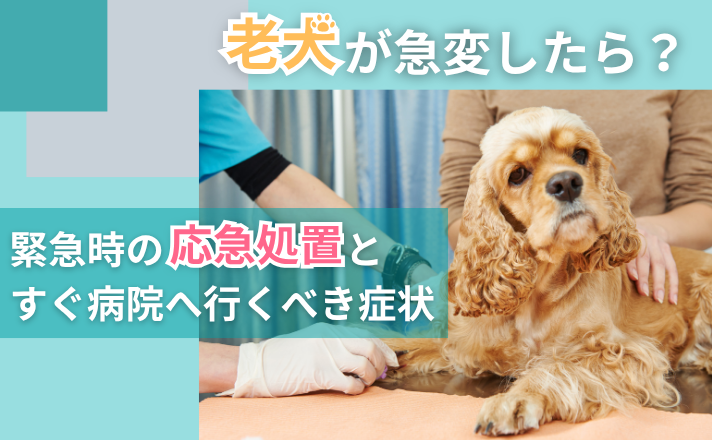 老犬が急変したら？緊急時の応急処置とすぐ病院へ行くべき症状